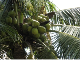 kobbari tree